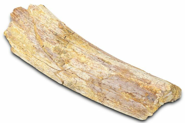 Hadrosaur (Edmontosaurus) Rib Section - Wyoming #381184